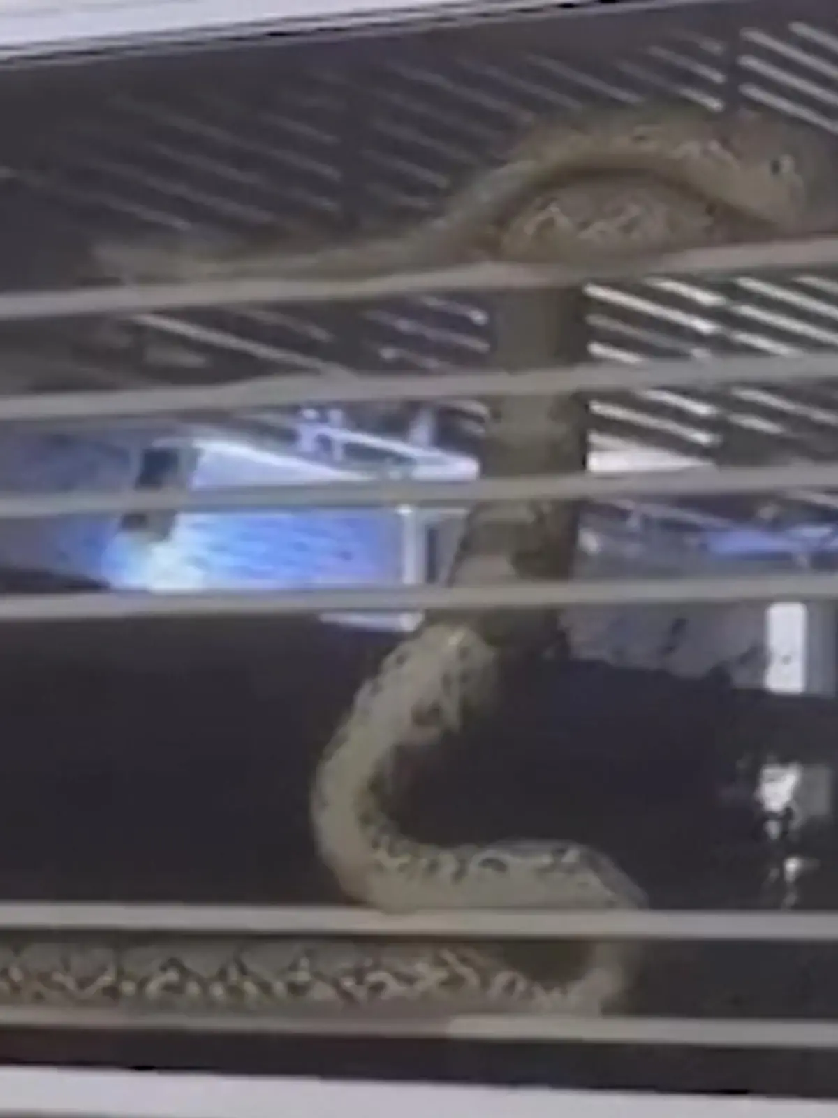 Eine Python hat sich am Küchenfenster einer thailändischen Familie häuslich eingerichtet. Diese muss nun schnellstmöglich handeln, denn die Schlangenart verspeist gerne auch mal Menschen. Ob und wie sie das Reptil wieder loswerden konnten, erfahrt ihr im Video.