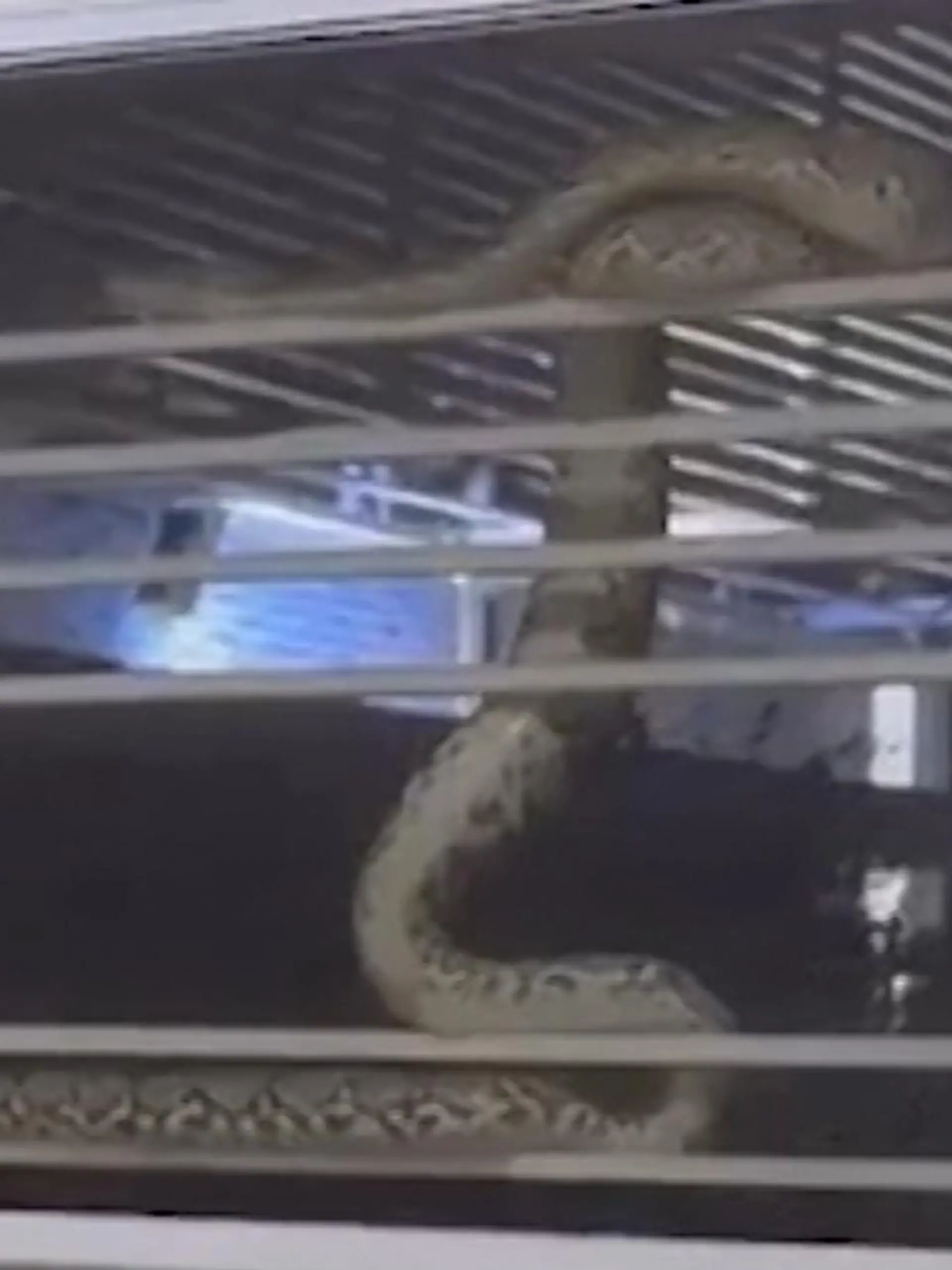 Eine Python hat sich am Küchenfenster einer thailändischen Familie häuslich eingerichtet. Diese muss nun schnellstmöglich handeln, denn die Schlangenart verspeist gerne auch mal Menschen. Ob und wie sie das Reptil wieder loswerden konnten, erfahrt ihr im Video.