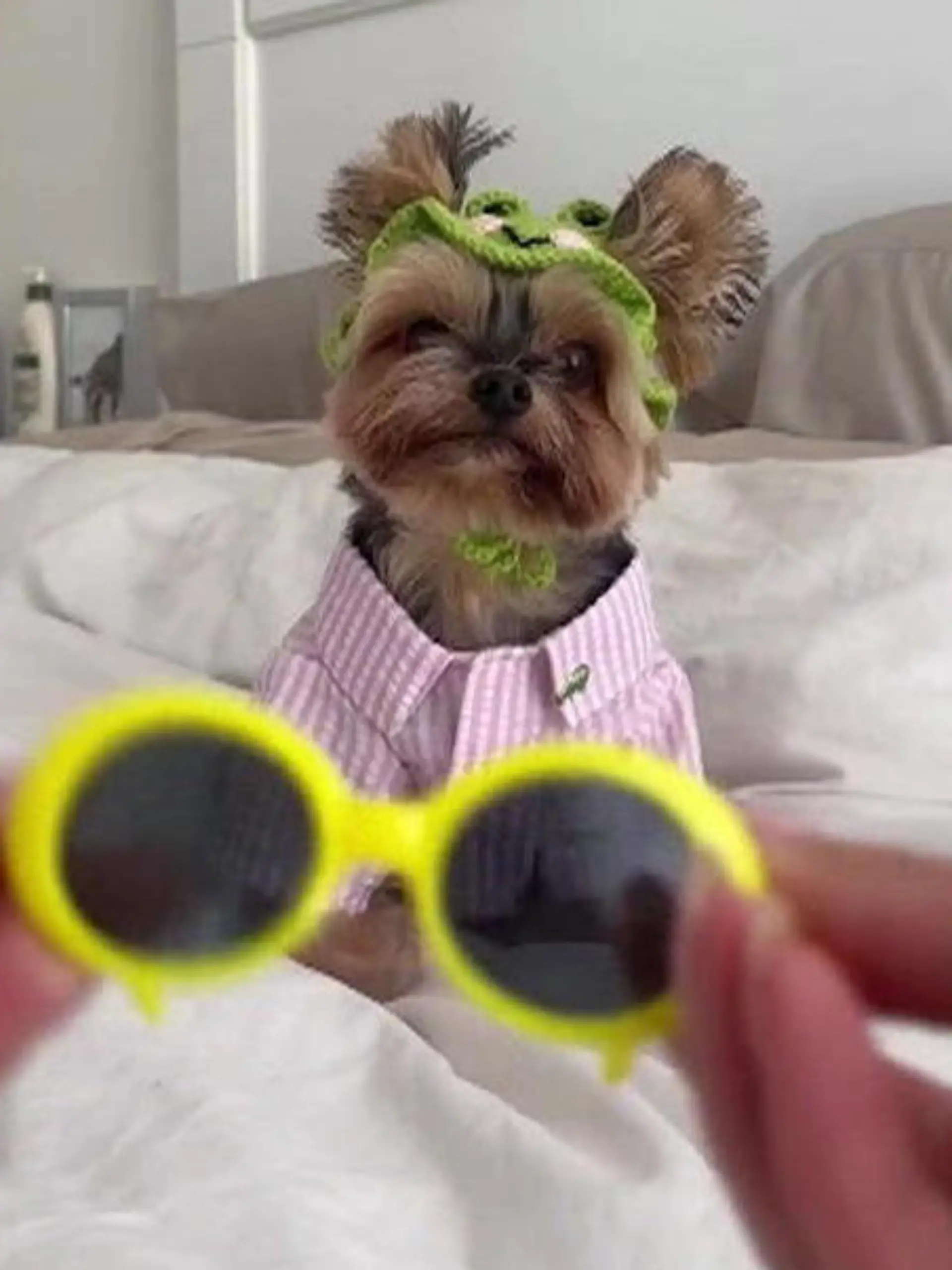 Die 32-jährige Christine aus den USA liebt es, ihren Hund Ducky zu verwöhnen. Bis zu 12.000 Dollar gibt sie im Jahr für Designer-Outfits oder Geburtstagsgeschenke für ihren geliebten Yorki aus.  Wie Ducky das gefällt, zeigen wir euch im Video.