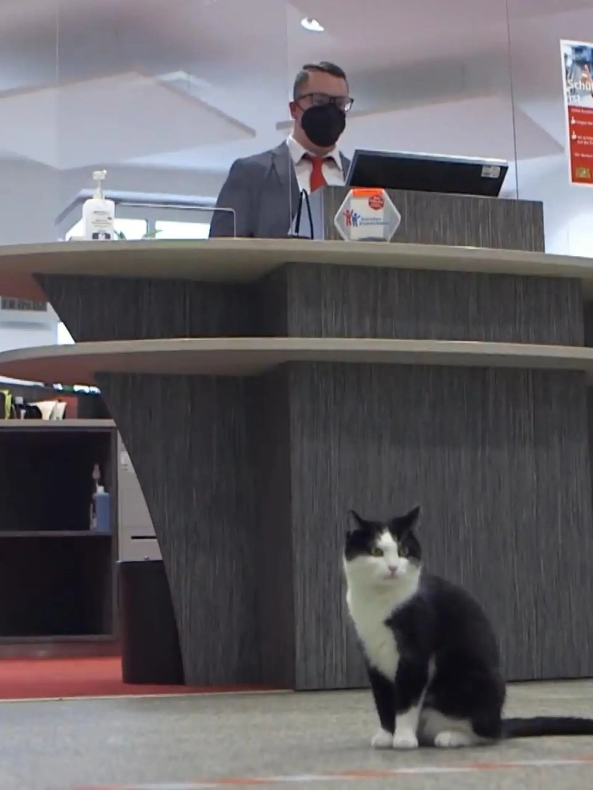 Sie ist die mit Sicherheit flauschigste Mitarbeiterin der Bank! In dieser Filiale im oberfränkischen Kirchenlamitz passt Sparkassenkatze Mimmi auf die Mäuse auf. Und das mit Bravour: Sie erscheint immer pünktlich zur Filialöffnung und "arbeitet" dann zuverlässig den ganzen Tag mit. Wohin sie nach Feierabend geht, weiß jedoch niemand in der Filiale. Wie der Arbeitstag der süßen Mieze aussieht, sehen Sie hier.