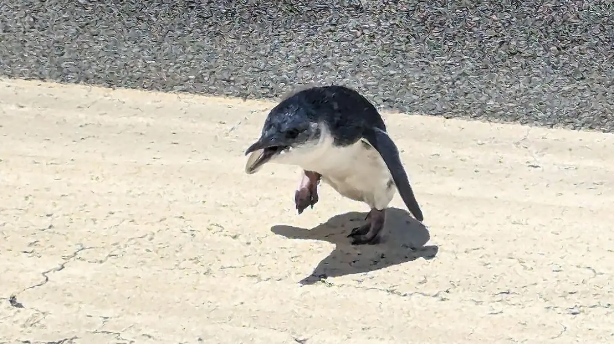 Dieser kleine Pinguin legt eine Landebahn des Flughafens Wellington in Neuseeland lahm.