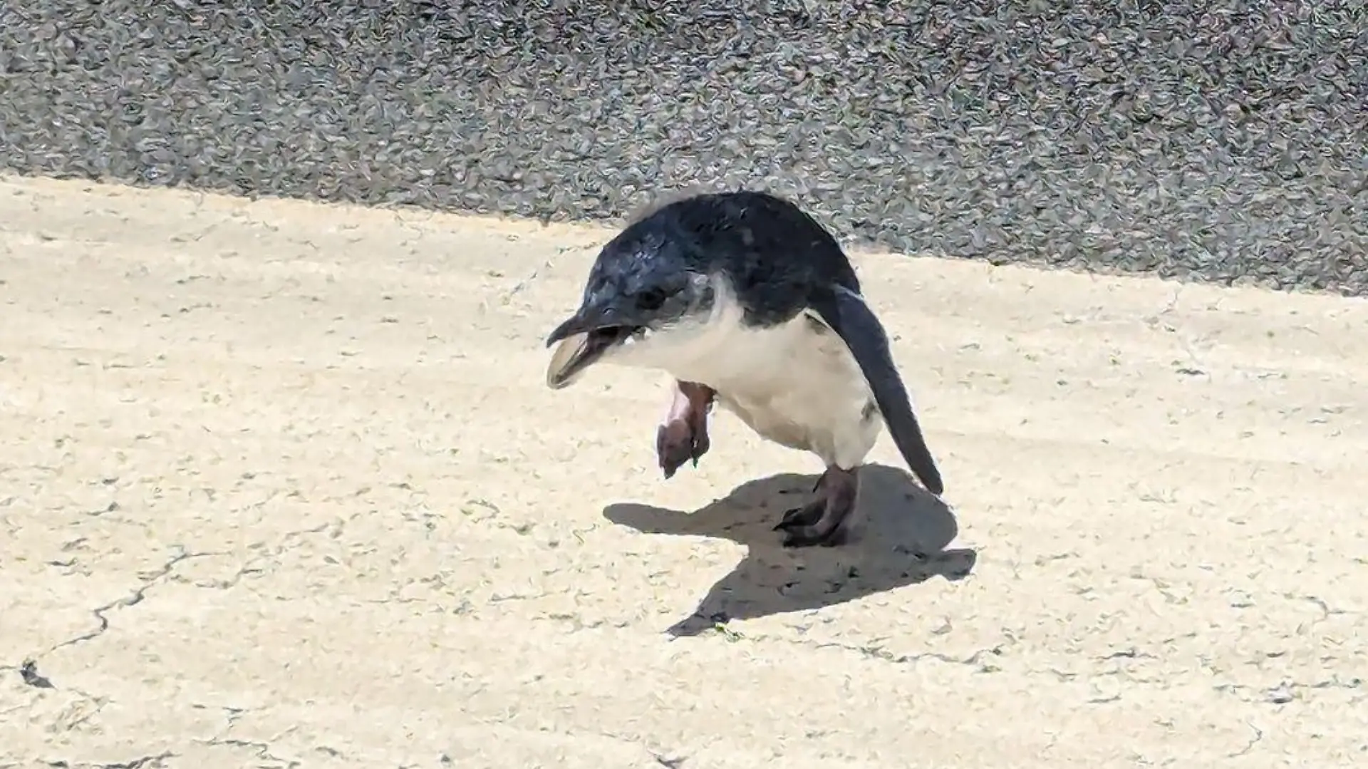 Dieser kleine Pinguin legt eine Landebahn des Flughafens Wellington in Neuseeland lahm.