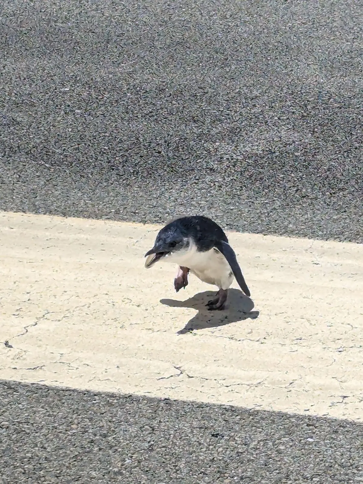 Dieser kleine Pinguin legt eine Landebahn des Flughafens Wellington in Neuseeland lahm.