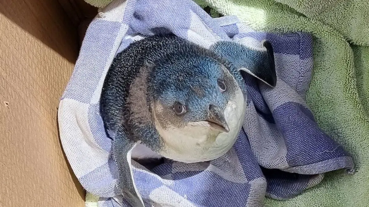 Der kleine Geselle nach seiner Rettung. Es handelt sich um einen Zwergpinguin.