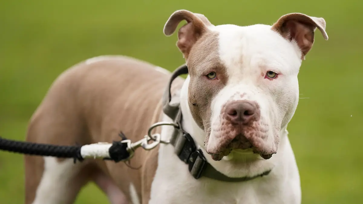 ARCHIV - 30.09.2023, Großbritannien, Birmingham: Ein XL-Bully-Hund namens Riz, aufgenommen während eines Protests gegen die Entscheidung der Regierung, sogenannte XL Bullys in die Liste der verbotenen Rassen aufzunehmen. (zu dpa "Nach XL-Bully-Verbot in England: Viele Tiere nach Schottland gebracht") Foto: Jacob King/PA Media/dpa +++ dpa-Bildfunk +++