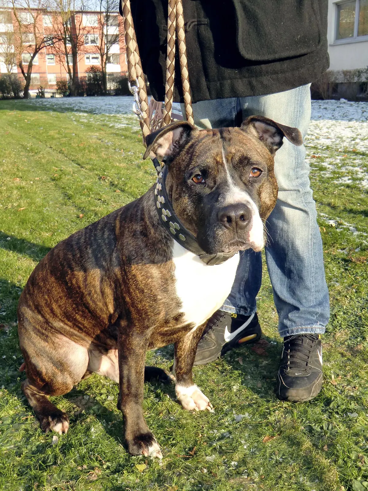 Ist "Rolex" wirklich ein gefährlicher Kampfhund? Der Ordnungsdienst sieht in dem Mischling einen gefährlichen Pit Bull und will den Hund sicherstellen.