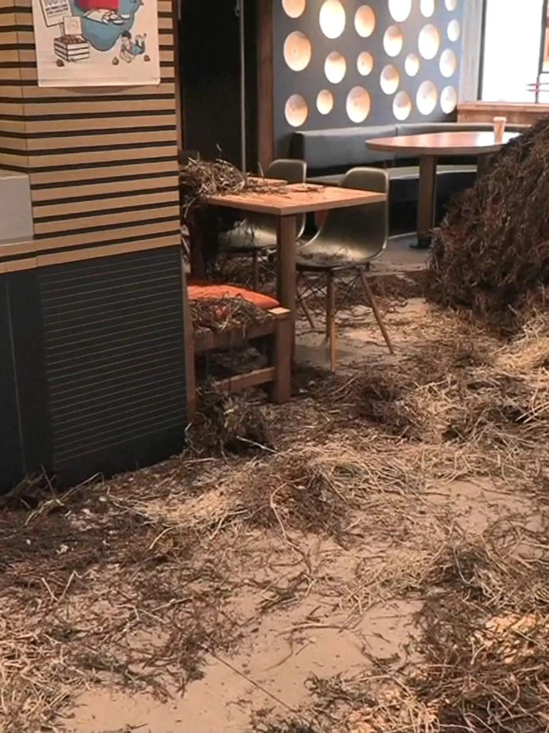 Bauern in Frankreich haben in einer Mc-Donalds Filiale nicht nur ihren Frust abgeladen - sie verwüsteten das Schnellrestaurant.