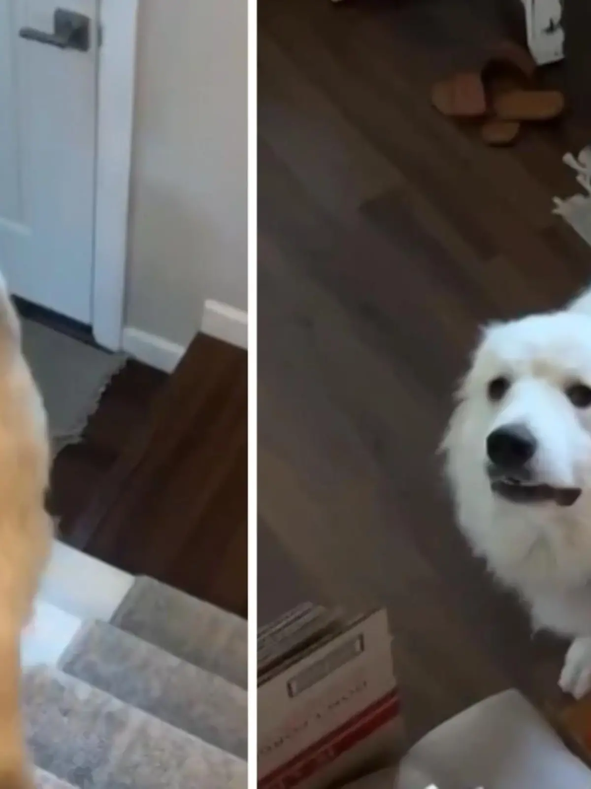 Ruhe und Geduld sind definitiv keine Charaktereigenschaften die Hund Gus auszeichnen. Die Treppe nimmt der Rüde lieber mit einem Sprung anstatt Schritt für Schritt.
