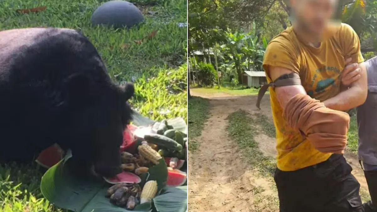 Ein Bär und ein Mann mit einem verletzten Arm.