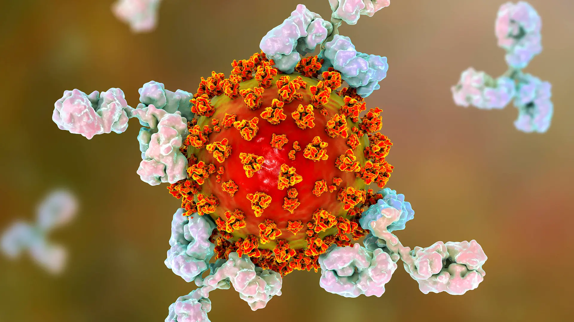 Antibodies responding to covid-19 coronavirus, illustration Illustration of antibodies y-shaped responding to an infection with the new coronavirus SARS-CoV-2. The virus emerged in Wuhan, China, in December 2019, and causes a mild respiratory illness covid-19 that can develop into pneumonia and be fatal in some cases. The coronaviruses take their name from their crown corona of surface proteins, which are used to attach and penetrate their host cells. Once inside the cells, the particles use the cells machinery to make more copies of the virus. Antibodies bind to specific antigens, for instance viral proteins, marking them for destruction by other immune cells, such as the macrophage white blood cell behind the virus. *** Antibodies PUBLICATIONxINxGERxSUIxHUNxONLY KATERYNAxKON/SCIENCExPHOTOxLIBRARY F029/8016
