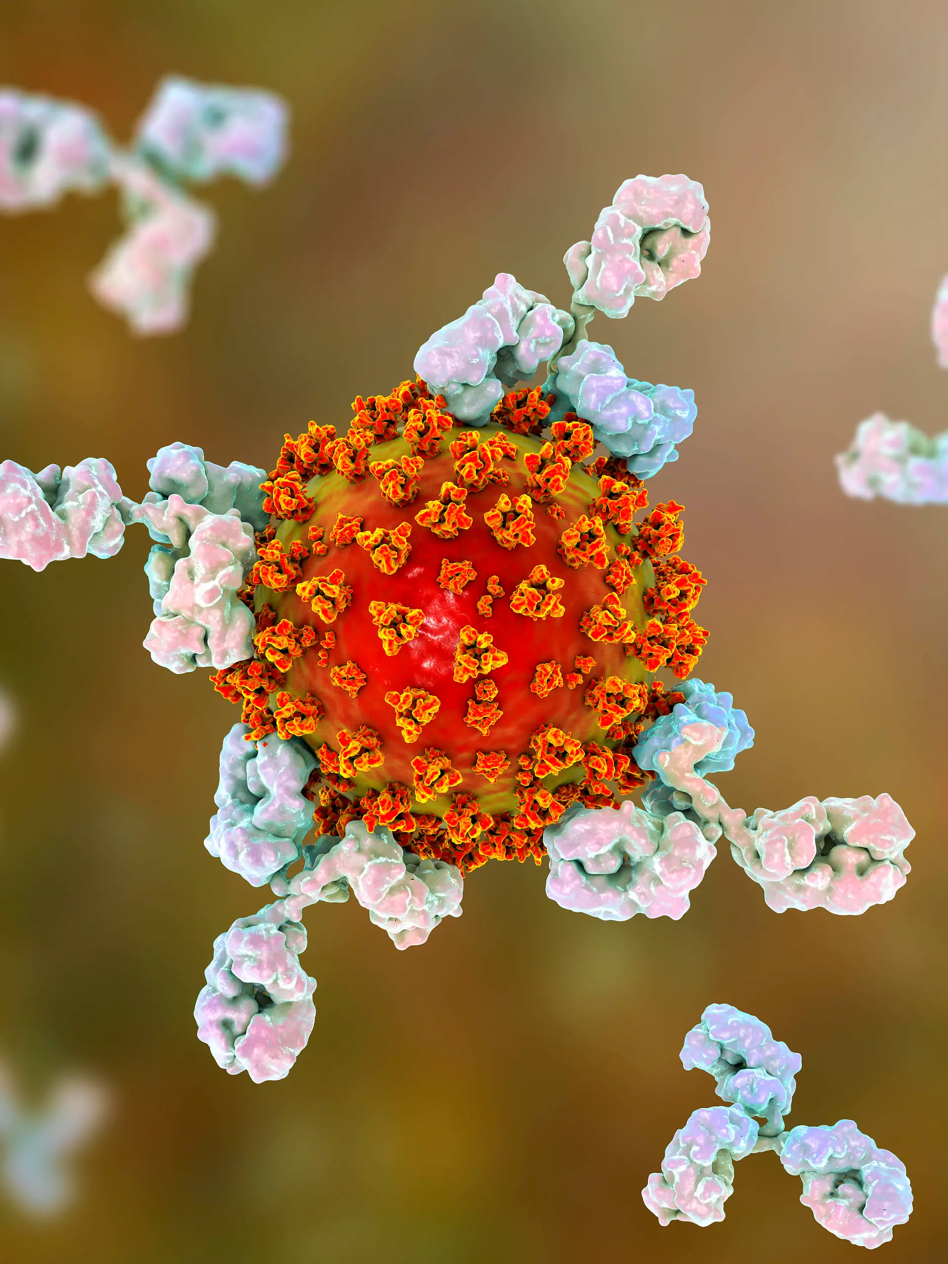 Antibodies responding to covid-19 coronavirus, illustration Illustration of antibodies y-shaped responding to an infection with the new coronavirus SARS-CoV-2. The virus emerged in Wuhan, China, in December 2019, and causes a mild respiratory illness covid-19 that can develop into pneumonia and be fatal in some cases. The coronaviruses take their name from their crown corona of surface proteins, which are used to attach and penetrate their host cells. Once inside the cells, the particles use the cells machinery to make more copies of the virus. Antibodies bind to specific antigens, for instance viral proteins, marking them for destruction by other immune cells, such as the macrophage white blood cell behind the virus. *** Antibodies PUBLICATIONxINxGERxSUIxHUNxONLY KATERYNAxKON/SCIENCExPHOTOxLIBRARY F029/8016 