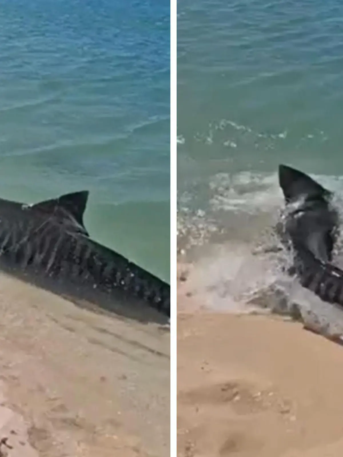 Achtung, jetzt wirds gefährlich! Am Monkey Mia Strand in Australien werden Strandbesucher Zeuge einer Jagd: Ein Tigerhai hat es auf eine Schildkröte abgesehen. Eine Frau, die kurz davor noch im Meer war, beschreibt den Schockmoment trotzdem als „besten Moment ihres Lebens“. Ob der Hai Beute gemacht oder nicht, seht ihr im Video.