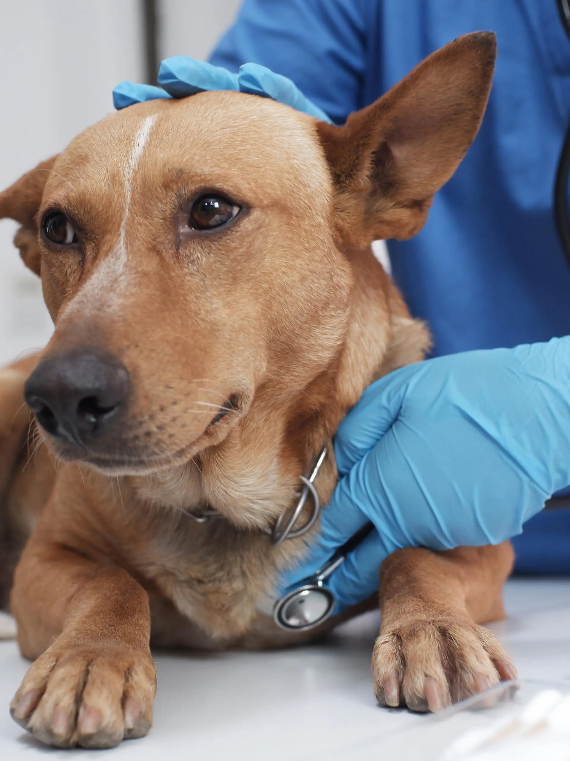 The veterinarian doctor treating, checking on dog at vet clinic.