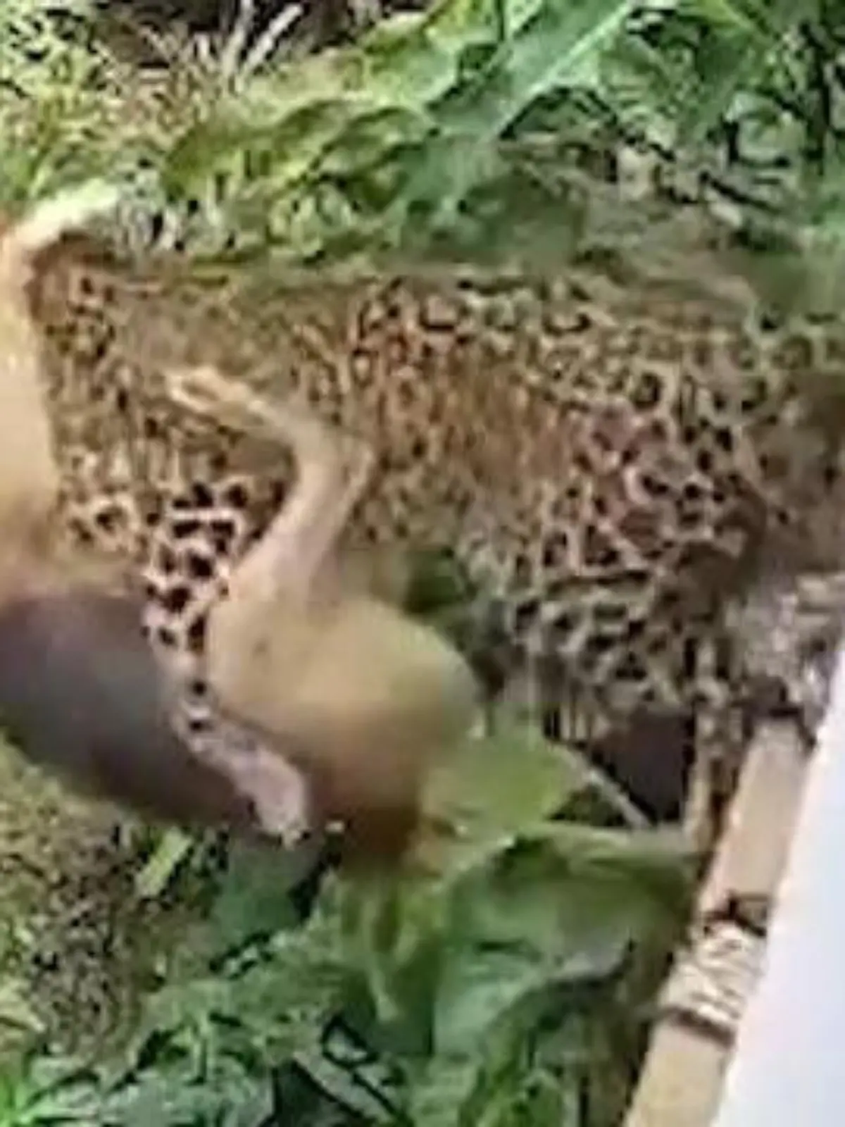 Ein Hund liegt auf einer Veranda, als plötzlich ein Leopard um die Ecke kommt. Die Raubkatze macht sich über das Haustier her und wirft sein Opfer auf den Rasen. Der Leopard hat die Rechnung aber ohne das Helden-Herrchen gemacht.