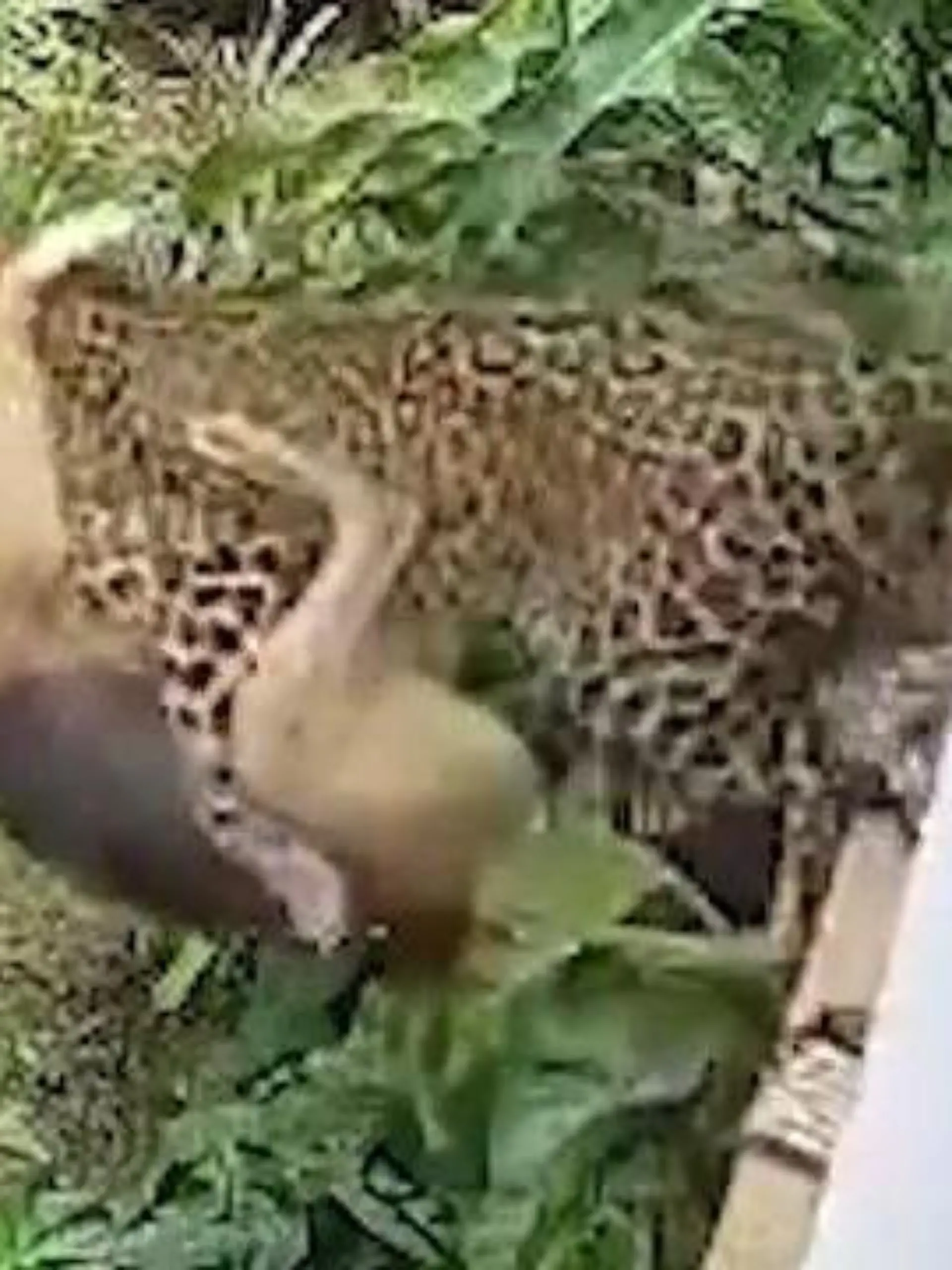 Ein Hund liegt auf einer Veranda, als plötzlich ein Leopard um die Ecke kommt. Die Raubkatze macht sich über das Haustier her und wirft sein Opfer auf den Rasen. Der Leopard hat die Rechnung aber ohne das Helden-Herrchen gemacht.