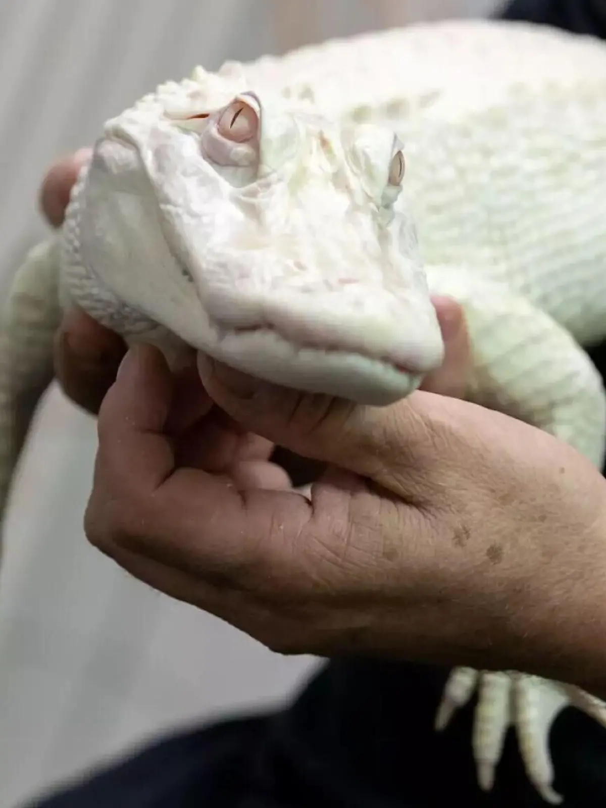 Ein Geschäftsmann wollte diesen Alligator schmuggeln.