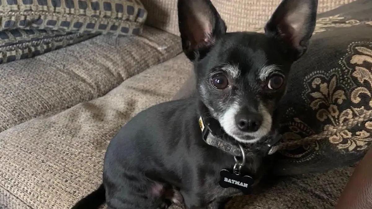 8-jähriger Chihuahua.