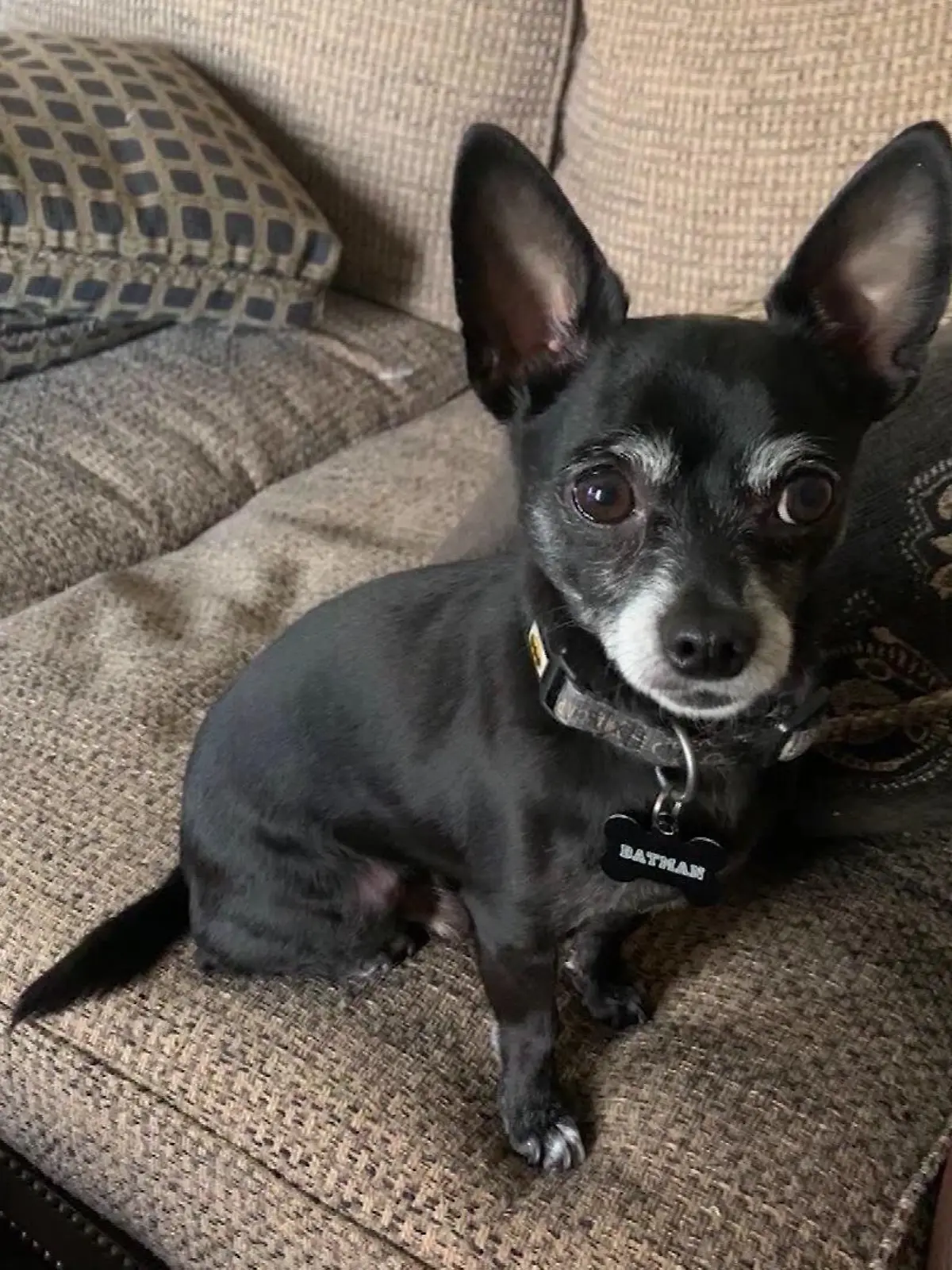 8-jähriger getöteter Chihuahua