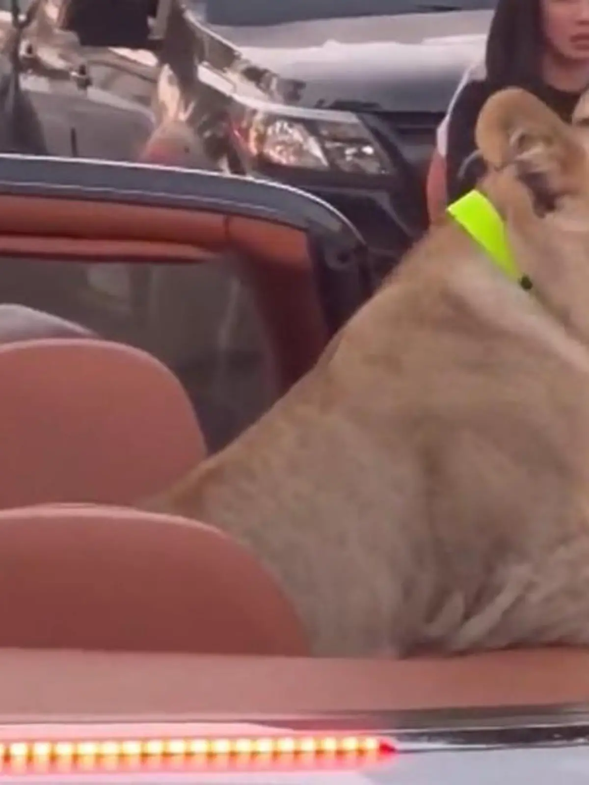 In Thailand hat ein Mann eine Cabrio-Spritztour mit einem Löwen gemacht - bei Verkehrsteilnehmern kam das allerdings nicht so gut an. Die Besitzerin muss nun mit einer saftigen Geldstrafe oder sogar einer Haftstrafe rechnen.