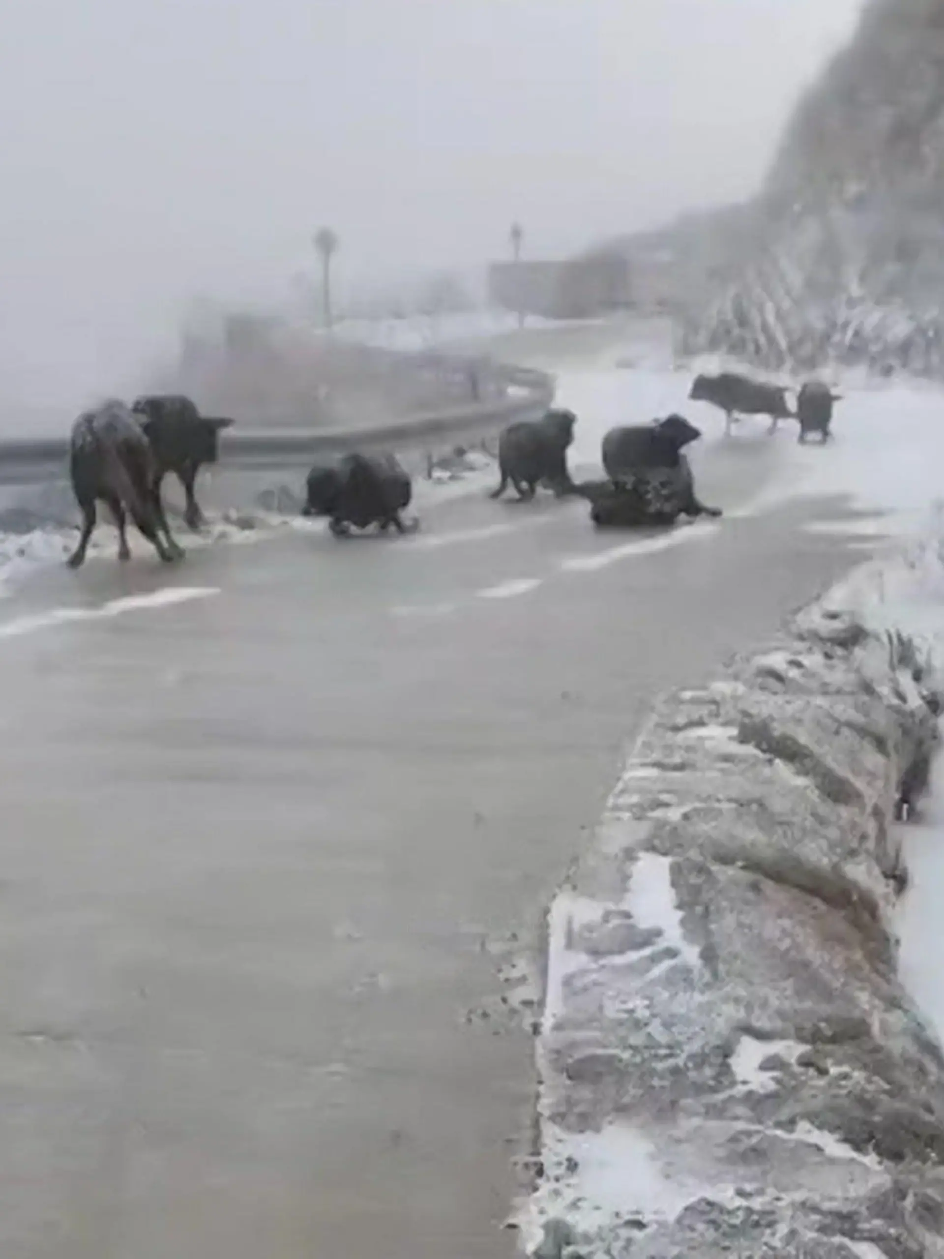 Eine Kuhherde ist in China auf dem Weg in einen Stall, doch eine völlige vereiste Straße macht den Tieren einen Strich durch die Rechnung. Plötzlich kommen die Tiere nicht mehr aus dem Rutschen heraus. Ob es den Kühen gelungen ist, sich selbst vom Eis zu kriegen, erfahrt ihr im Video!