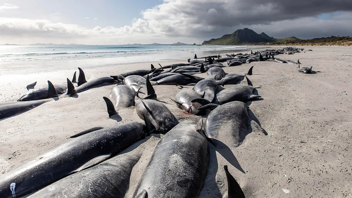 A string of dead pilot whales line the beach at Tupuangi Beach, Chatham Islands, in New Zealand's Chatham Archipelago, Saturday, Oct. 8, 2022. Some 477 pilot whales have died after stranding themselves on two remote New Zealand beaches over recent days, officials say. (Tamzin Henderson via AP)