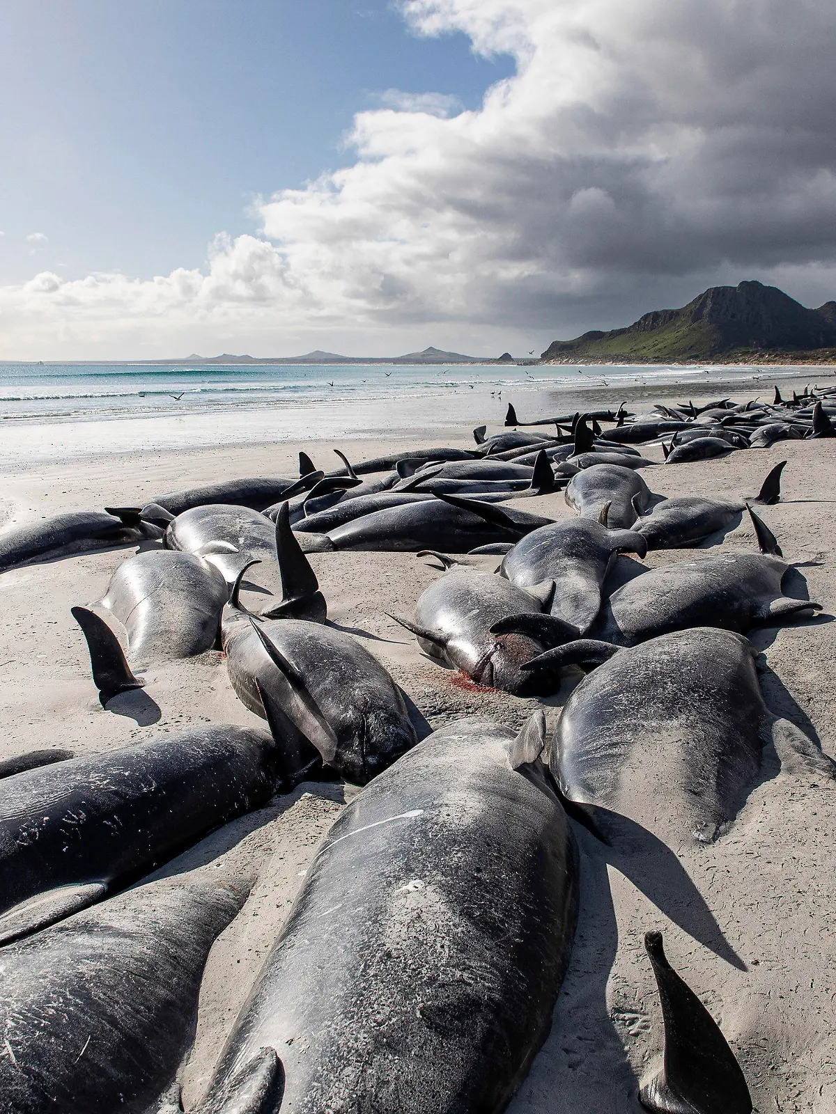A string of dead pilot whales line the beach at Tupuangi Beach, Chatham Islands, in New Zealand's Chatham Archipelago, Saturday, Oct. 8, 2022. Some 477 pilot whales have died after stranding themselves on two remote New Zealand beaches over recent days, officials say. (Tamzin Henderson via AP)