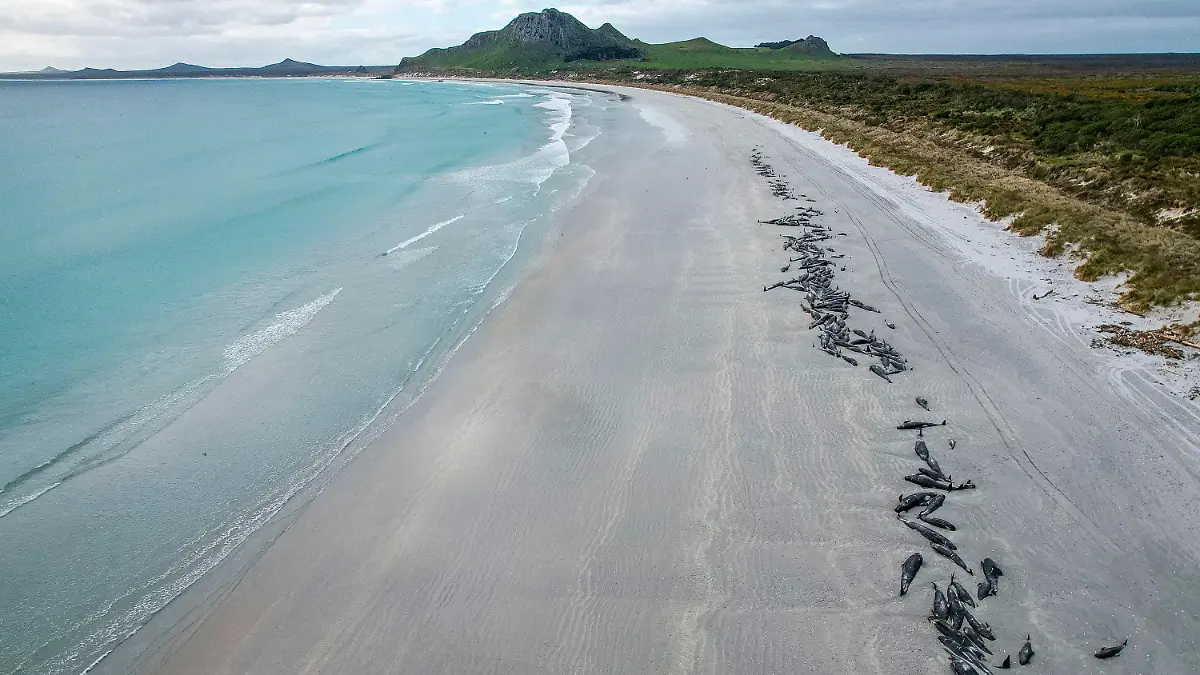 08.10.2022, Neuseeland, Tupuangi Beach: Eine Reihe von toten Grindwalen säumen den Strand von Tupuangi Beach auf den Chatham-Inseln im neuseeländischen Chatham-Archipel. Knapp 240 Grindwale sind nach ihrer Strandung gestorben. Einige der Wale seien bei ihrer Ankunft bereits tot gewesen, die übrigen Tiere hätten jedoch eingeschläfert werden müssen, um das Leiden zu minimieren. Nach Angaben der Walschutzorganisation Project Jonah handelte es sich mit insgesamt fast 480 verendeten Walen binnen weniger Tage. Foto: Tamzin Henderson/Tamzin Henderson/dpa +++ dpa-Bildfunk +++