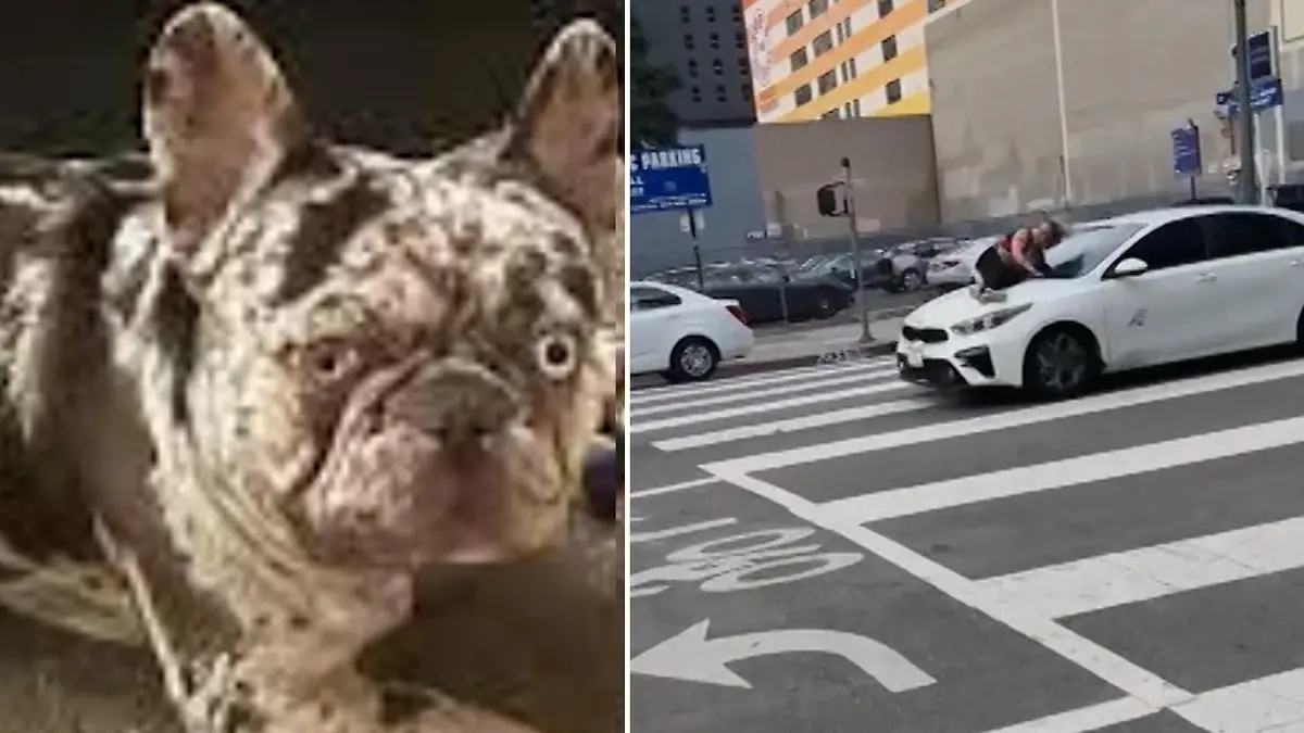 Alles für den Hund! Frau springt auf Motorhaube um Entführer ihrer Bulldogge zu stoppen
