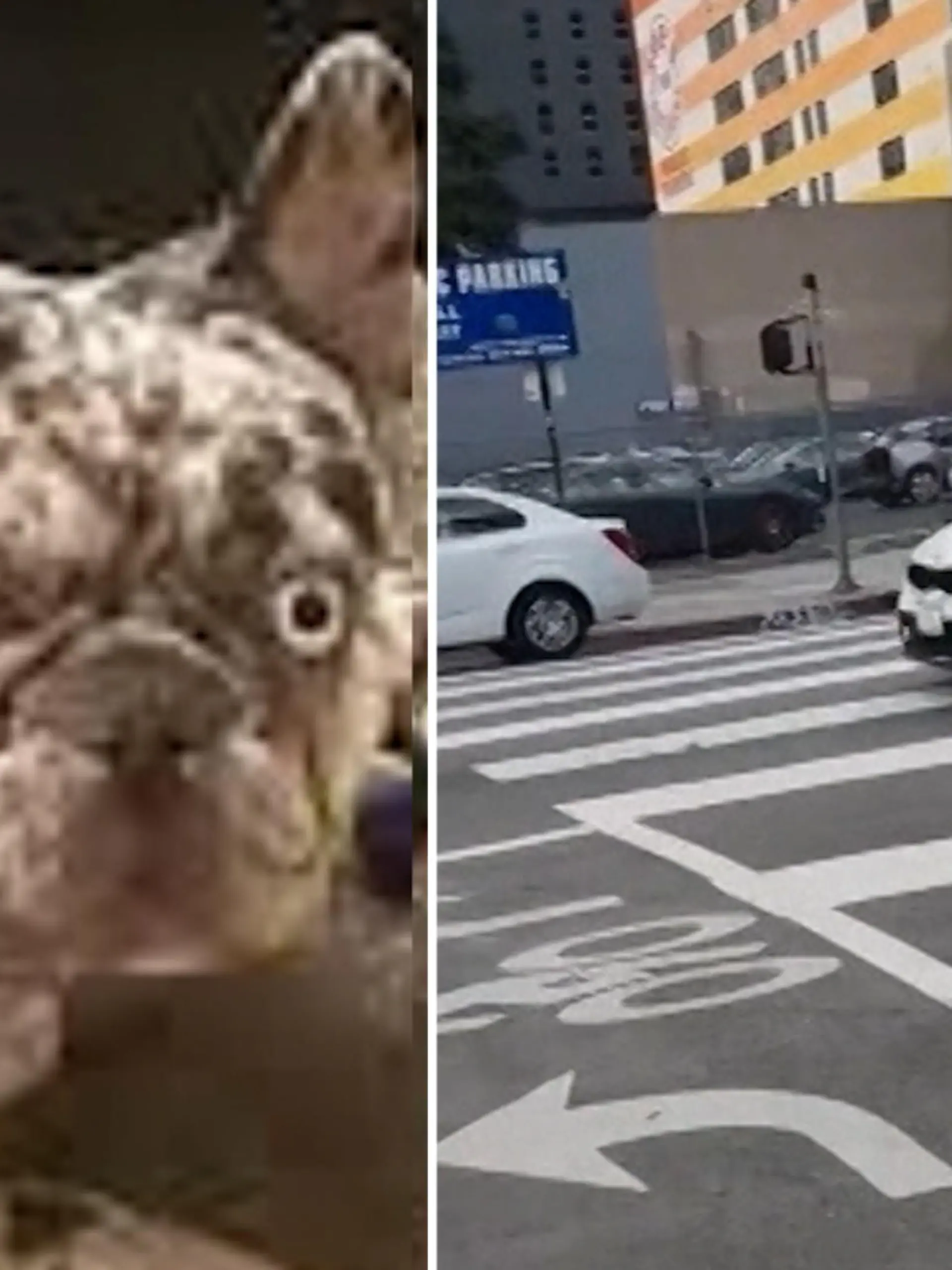 Eine Frau sitzt in Los Angeles auf einer Terrasse und frühstückt – plötzlich klaut eine dreiste Diebin ihre französische Bulldogge Onyx und rennt davon! Die Verfolgungsjagd beginnt, Frauchen springt sogar auf die Motorhaube des Fluchtwagens, um ihren Schatz zu retten. Ob sie Onyx wieder in die Arme schließen kann, erfahrt ihr im Video! 