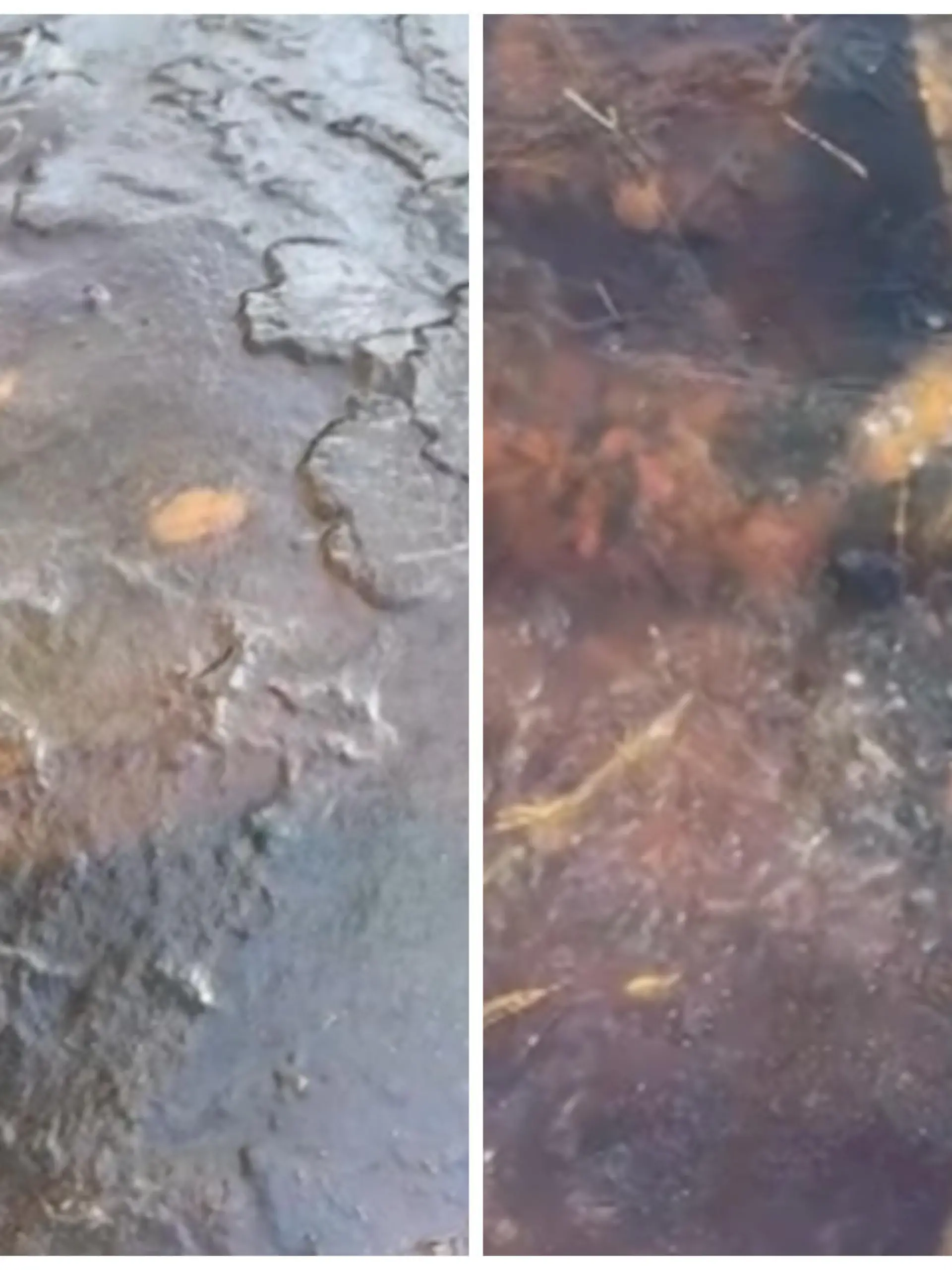 In den USA sind Krokodile unter einer Eisschicht im Wasser zu Eis erstarrt. Gesundheitlich geht es den Reptilien jedoch gut - denn die Kältestarre ist eine natürliche Schutzfunktion und hilft beim Überwintern.