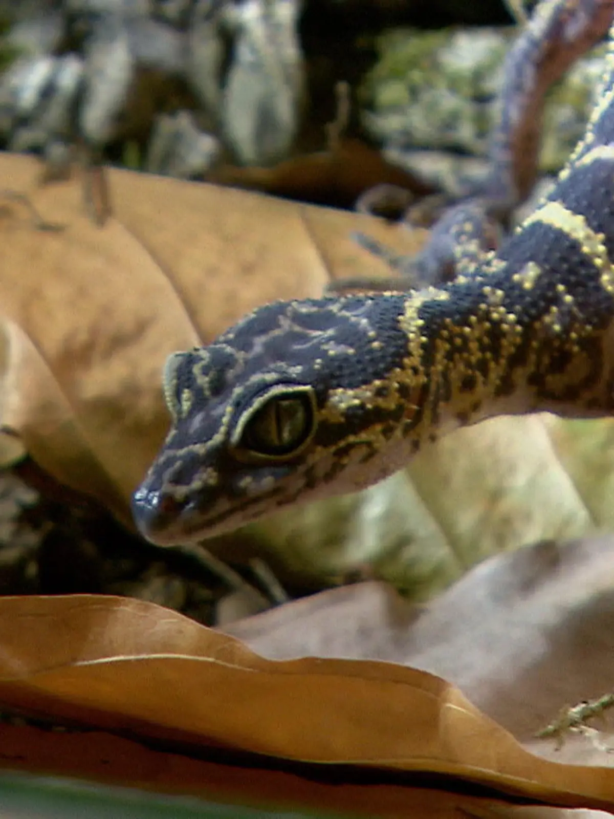 Bild zu: "Titel für Gecko"