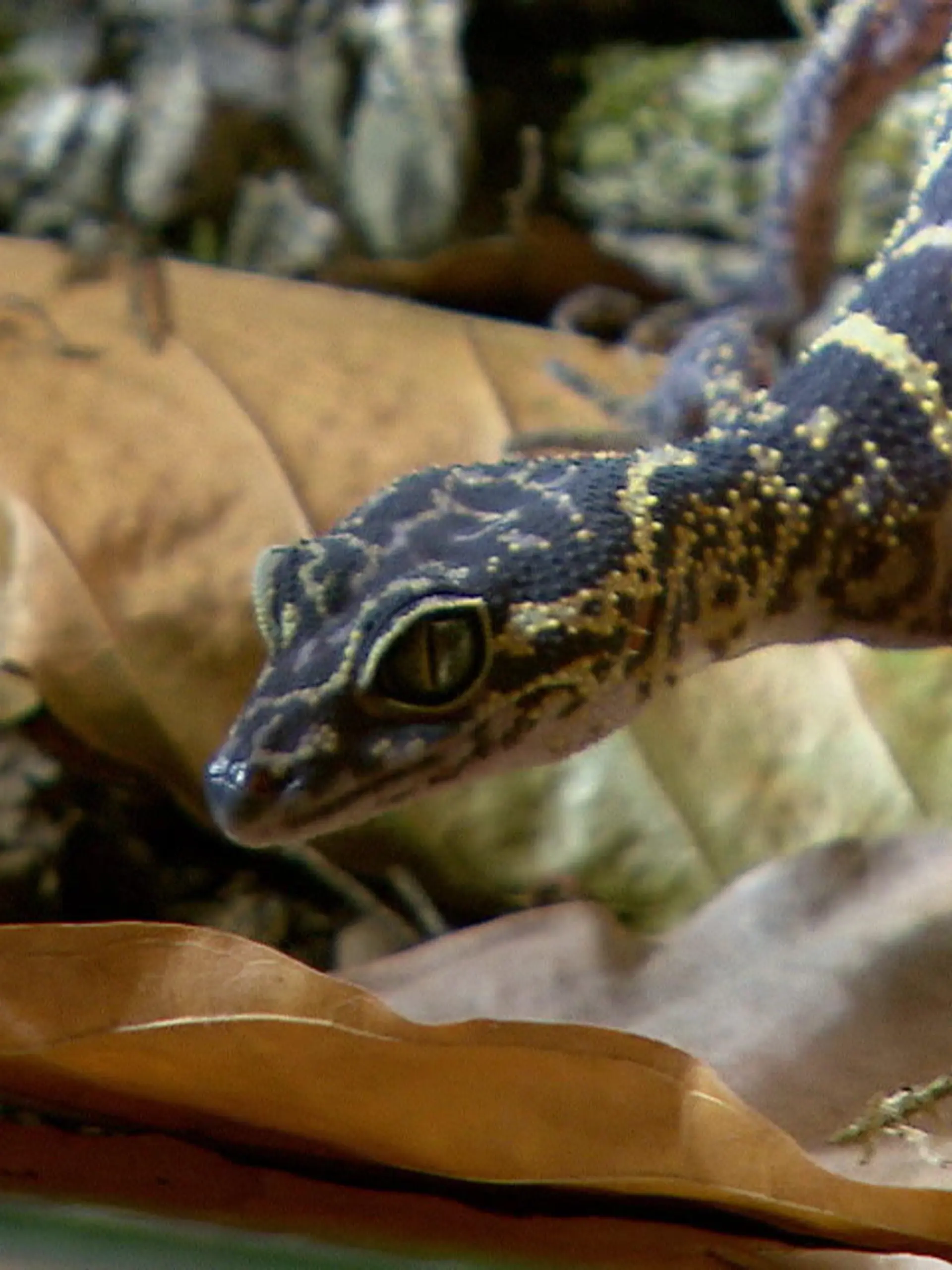 Bild zu: "Titel für Gecko"
