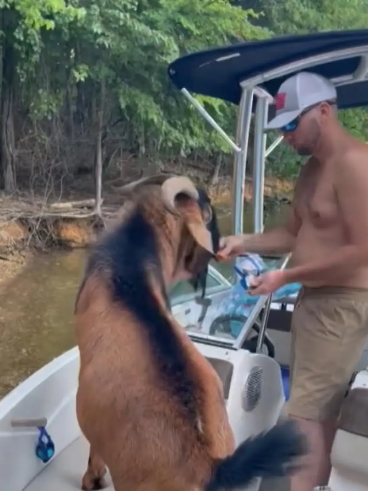 Dieser Mann versucht, eine Ziege mit Chips von seinem Boot zu locken - und das sieht genau so witzig aus, wie es klingt! Chris Ledford und seine Frau Candi wollten ihren Kindern die am Pickwick Lake in Mississippi lebenden Ziegen zeigen - und sind ihnen dabei wohl etwas zu nahe gekommen.