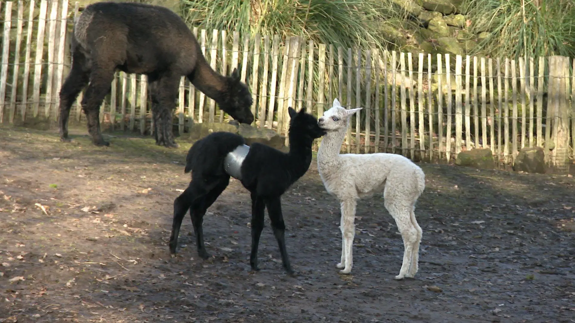 Ein schwarzes und ein weißes Alpakafohlen kuscheln miteinander.