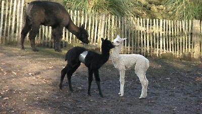 Tierpark Nordhorn: Alpaka-Bauch mit Panzertape geflickt - Was ist ...