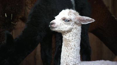 Tierpark Nordhorn: Alpaka-Bauch mit Panzertape geflickt - Was ist ...