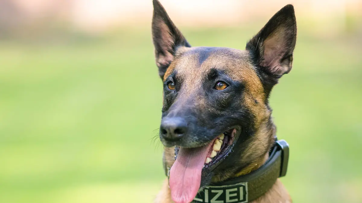 Ein Diensthund der Polizei sitzt auf einer Wiese.