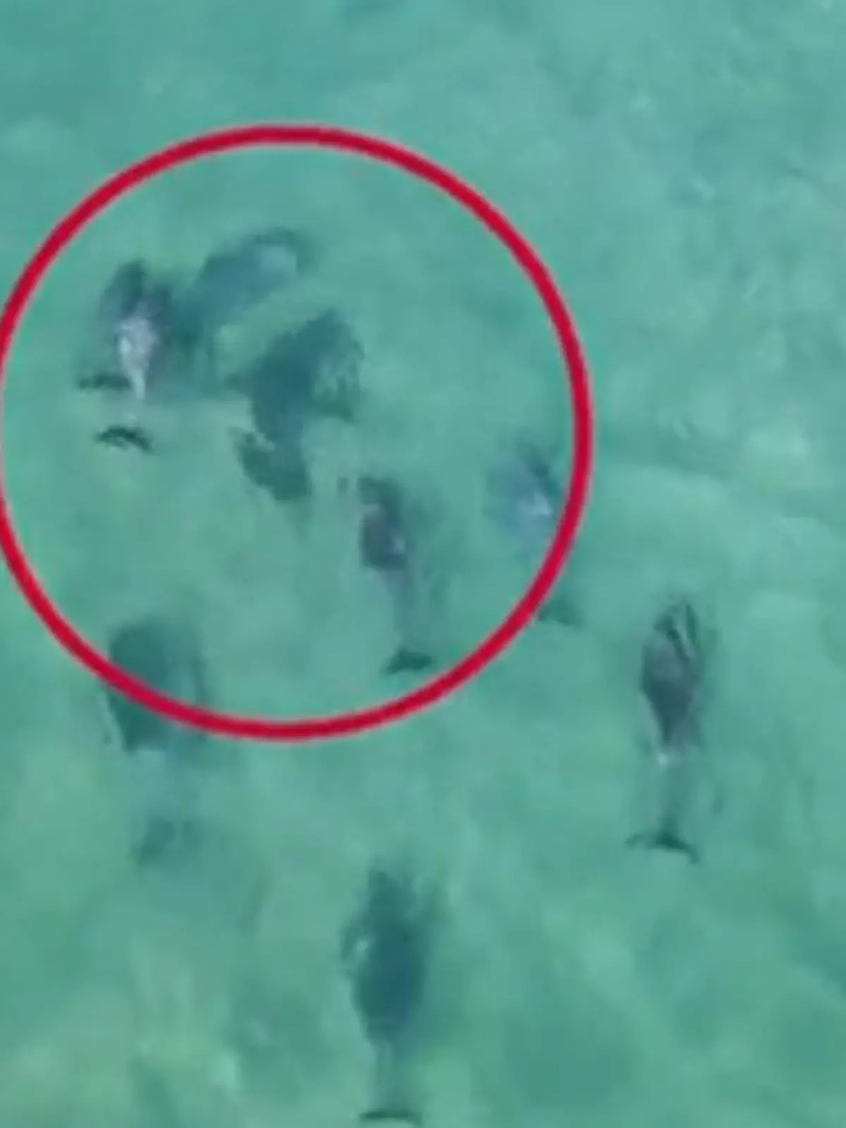 Dieser Weiße Hai hat gegen die Delfin-Gruppe keine Chance. Eine Drohne filmte die Meeres-Tiere dabei, wie sie den Killer aus einer südafrikanischen Bade-Bucht verjagen – und so vermutlich Menschenleben retten. Denn wenige Meter entfernt ist ein beliebter Strand. Wir zeigen die spektakulären Aufnahmen im Video. 