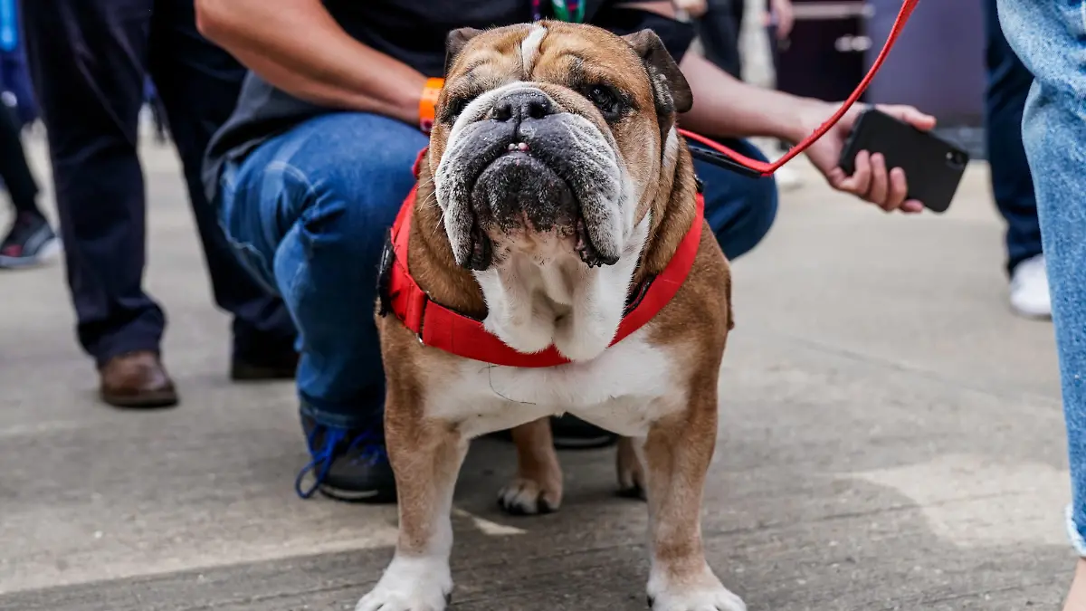 Mit Roscoe zum Ferrari-Weltmeister?
