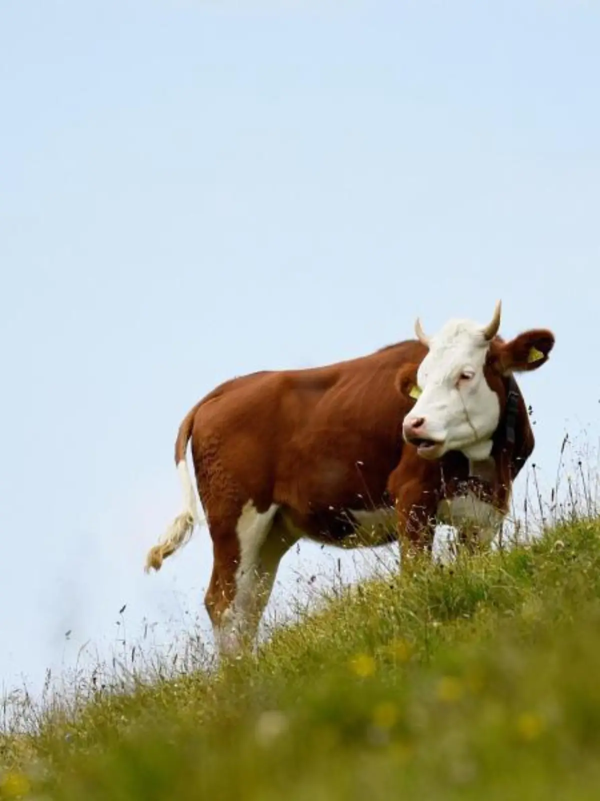 Eine Kuh steht auf eine Abhang