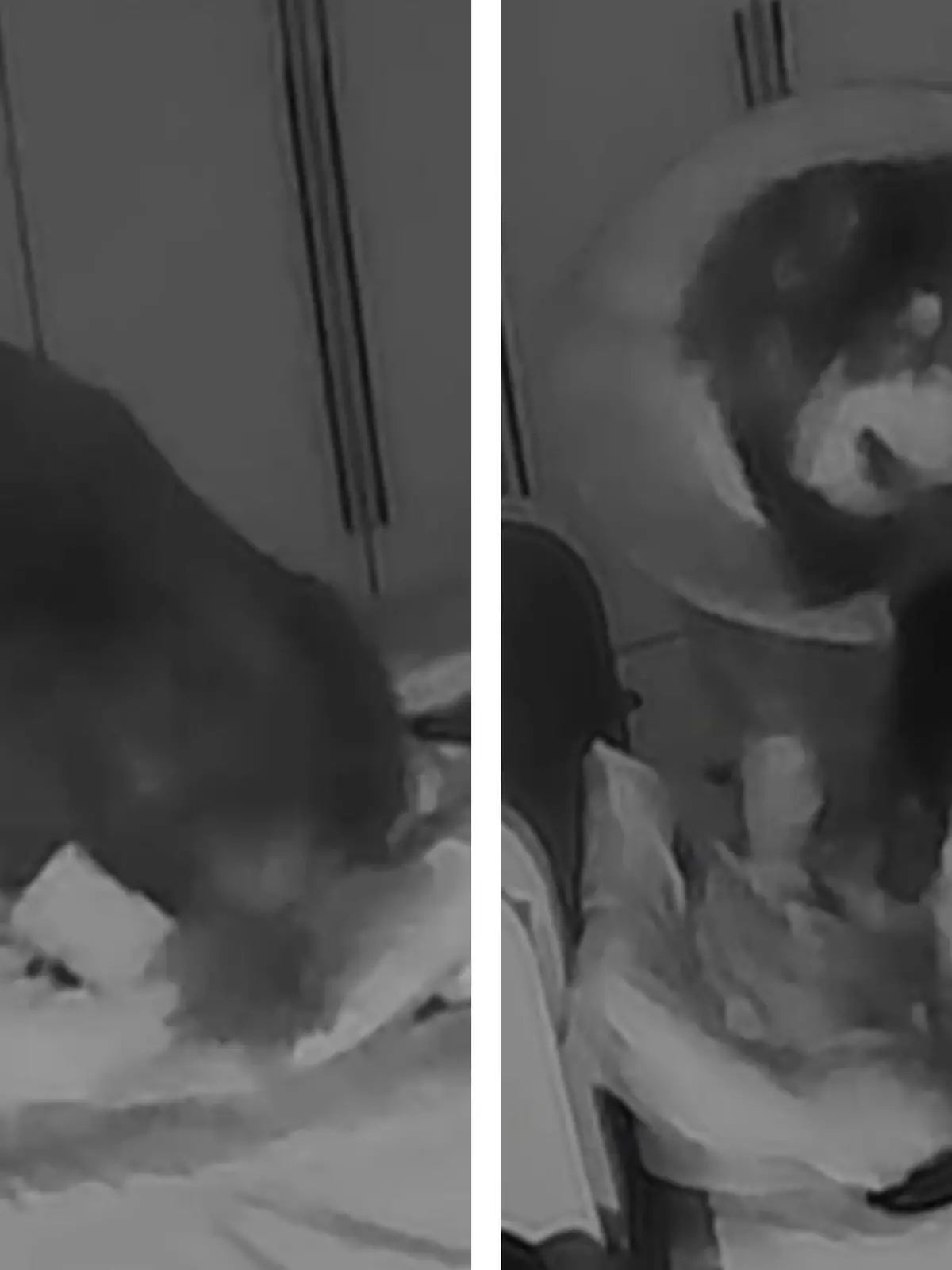 Für diese Frau kam's buchstäblich dicke. Denn als sie in der Nacht plötzlich aufwachte, saß ihr 50 Kilo schwerer Hund mitten auf ihr drauf.