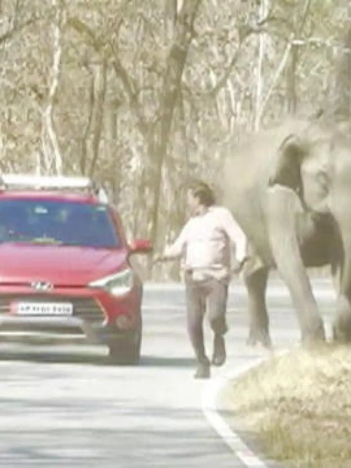 Dieser wütende Elefant bedeutet für diese beiden Männer Lebensgefahr! Savad ist gerade mit seiner Familie im Auto unterwegs, als ein wilder Elefant den Highway des Nationalparks stürmt. Doch zwei Touristen befinden sich noch auf der Straße. Sofort geht der Elefant auf sie los – jagt ihnen hinterher.