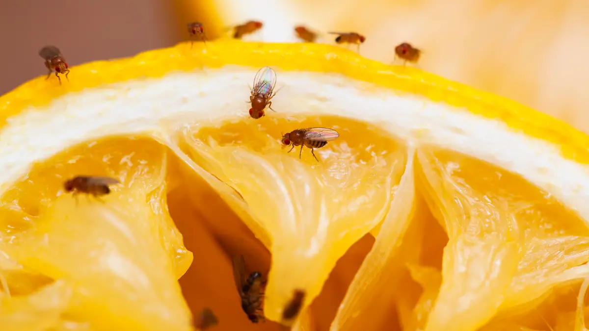 Fruit flies on squeezed lemon slice; see other similar images: