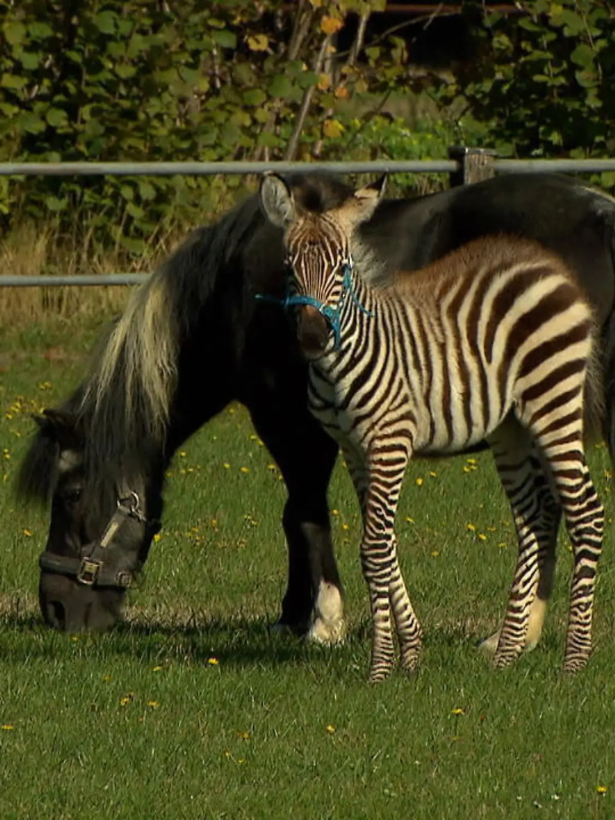 Zebra-Fohlen Toni ist ein Waisenkind. Seine Mutter starb nur kurz nach seiner Geburt. Seitdem kümmern sich die Tierpfleger des Tierparks Ströhen um den kleinen Wildfang und ziehen ihn mit der Flasche auf. Doch auch die Erziehung durch Artverwandte ist wichtig für das Jungtier: Hier kommt Shetlandpony Sterni ins Spiel: sie hat das Zebra-Fohlen quasi adoptiert.