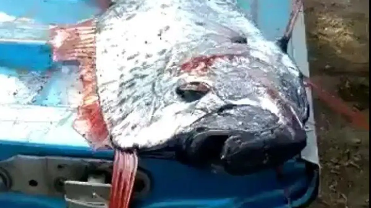 Riemenfisch Mexiko