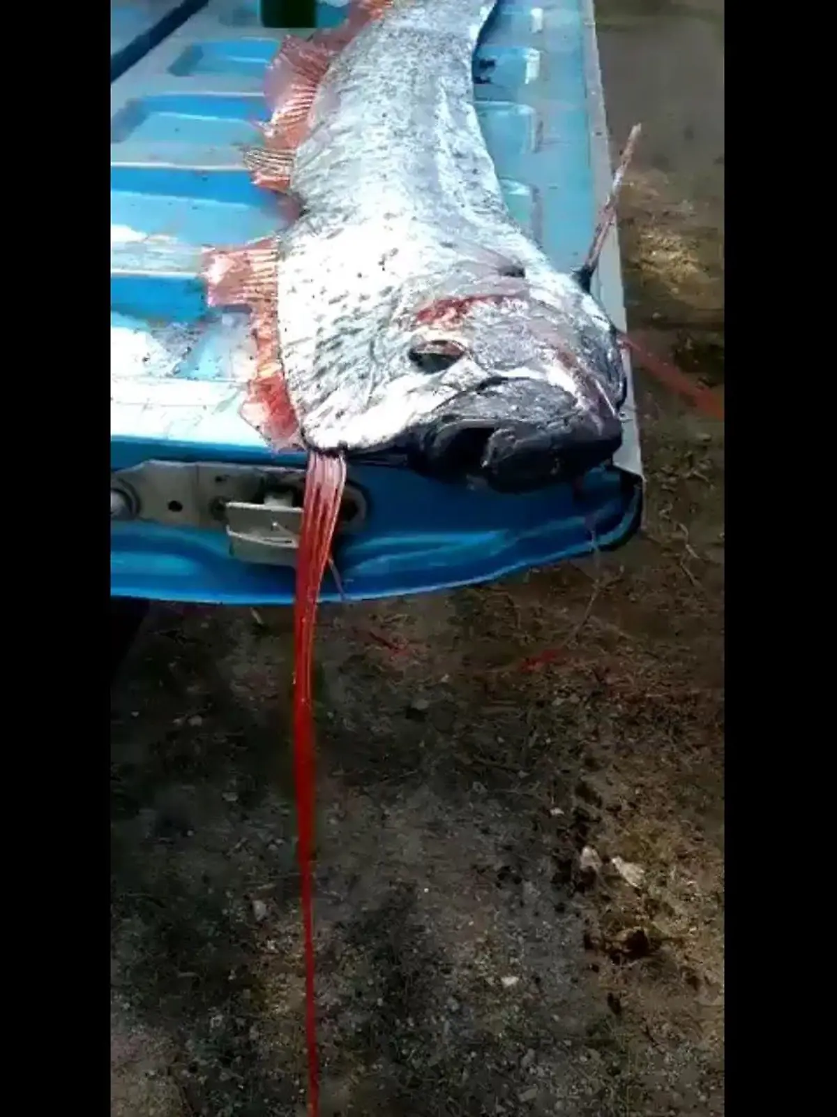 Riemenfisch Mexiko