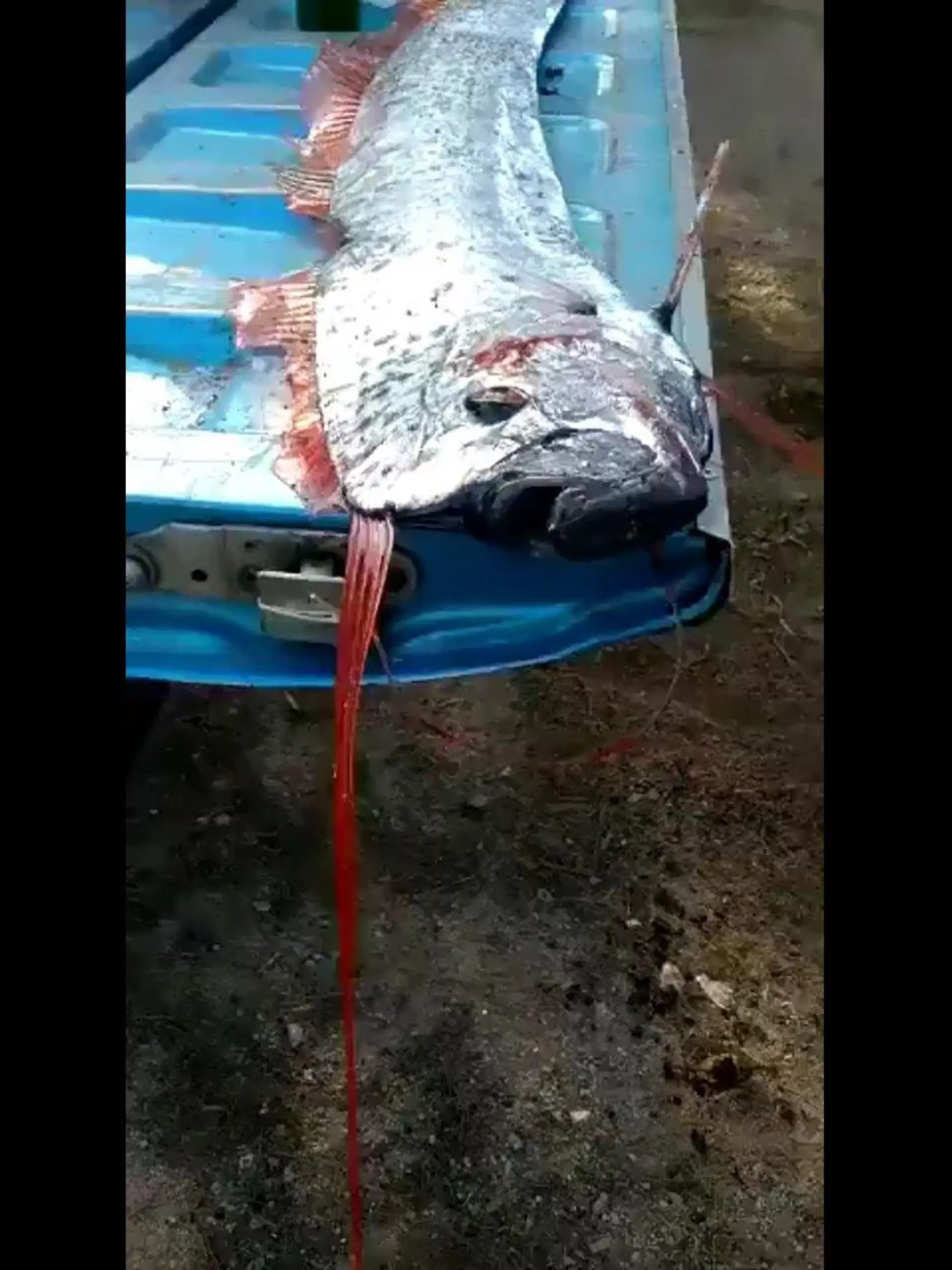 Riemenfisch Mexiko