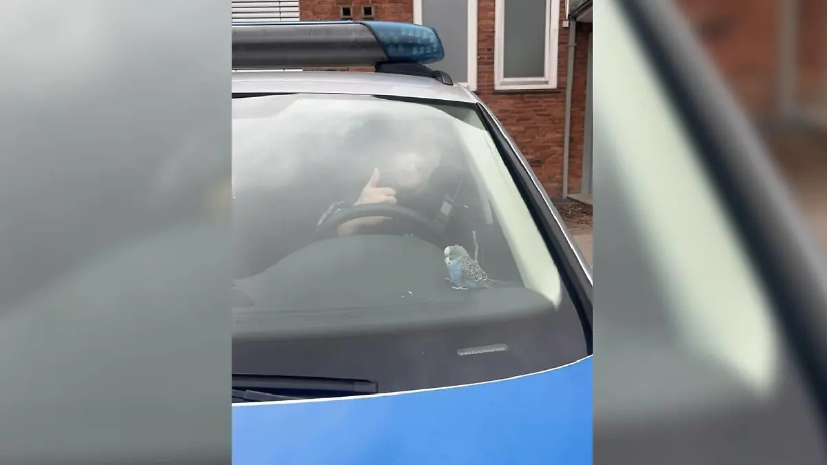 Kaum zu unterscheiden von den Polizeikollegen macht es sich der kleine Wellensittich in der ersten Reihe gemütlich.