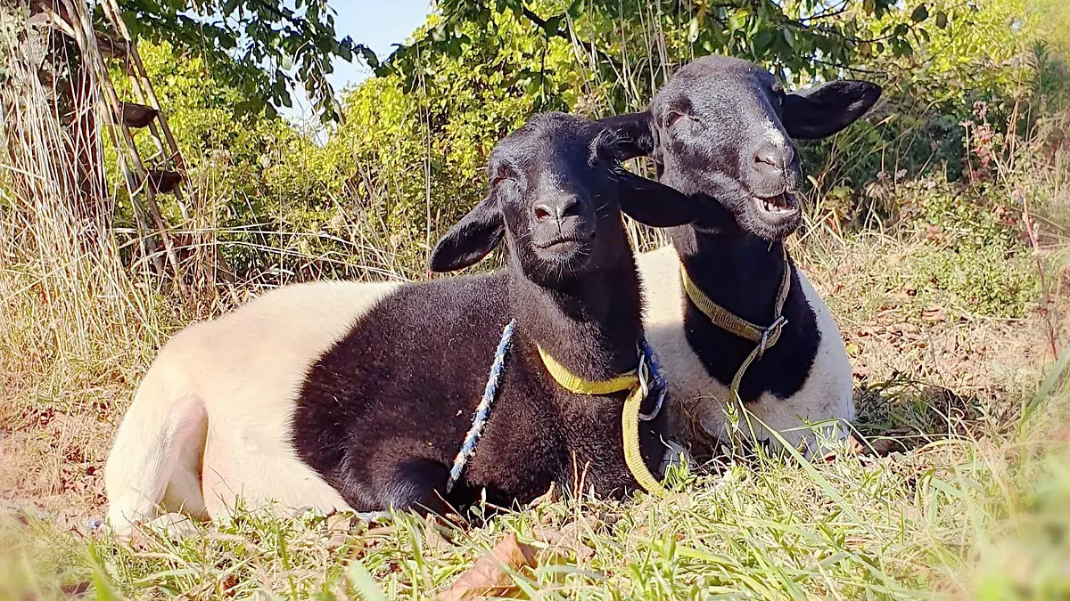 Luise und Lotte auf ihrer Weide bei Leimen, Baden-Württemberg.