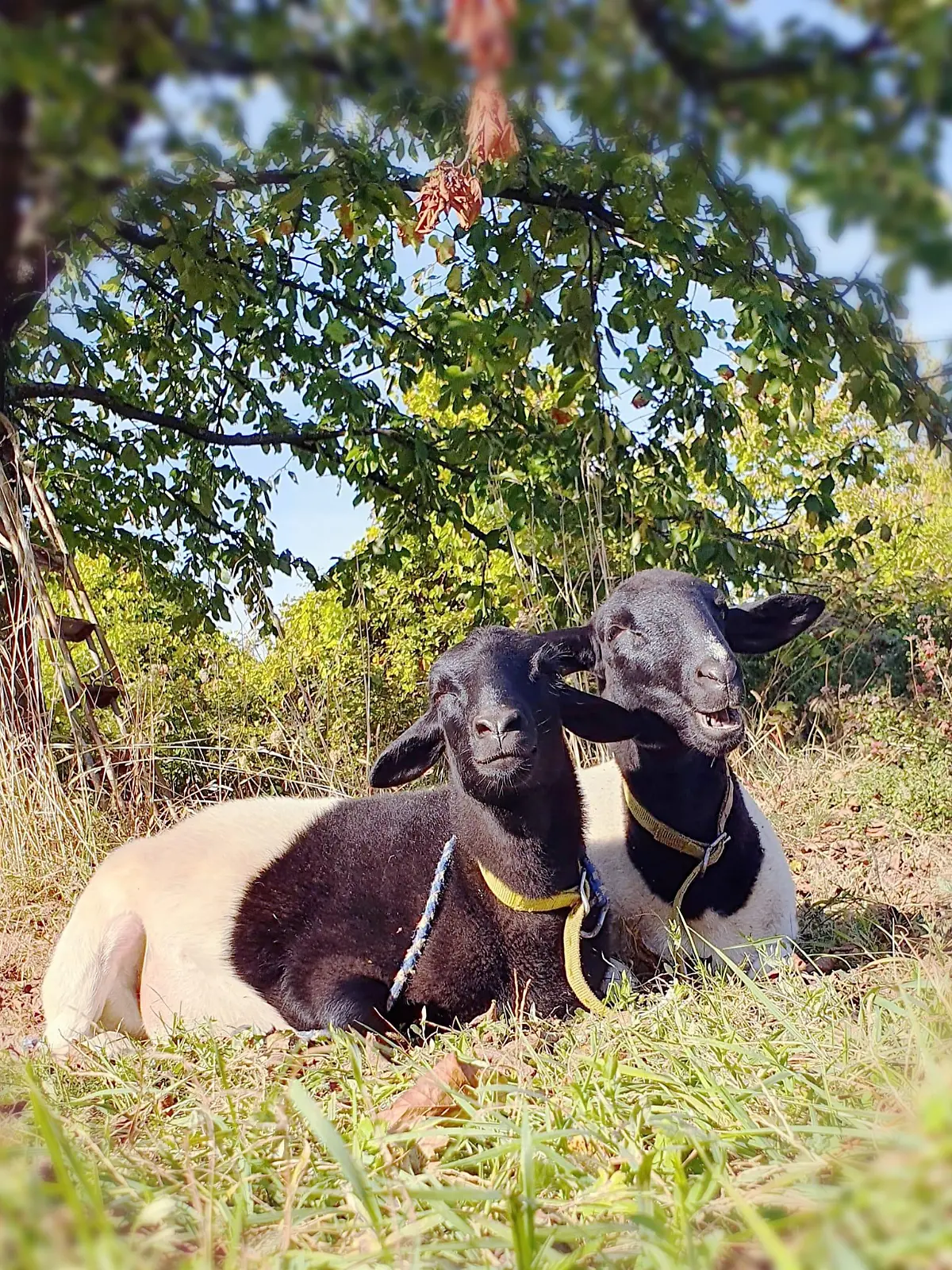 Luise und Lotte auf ihrer Weide bei Leimen, Baden-Württemberg.